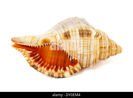 Muschel auf einem weißen Hintergrund isoliert Stockfoto