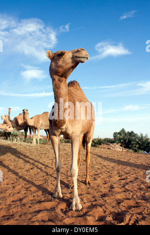 Kamele in Dubai Wüste Bauernhof Stockfoto