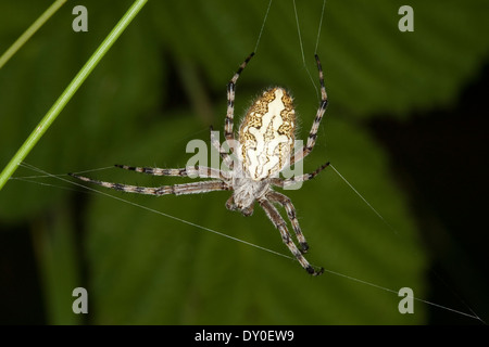 Oakleaf Orbweaver, Eiche Spinne, Araneus Ceropegia, Eichblatt-Radspinne, Eichenblatt-Radspinne, Kreuzspinne Aculepeira ceropegia Stockfoto