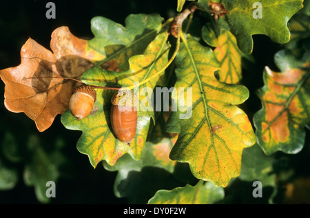 Eiche, Eichen, Eichel, Eicheln, Obst, Stiel-Eiche, Stieleiche, Eiche, Eicheln, Frucht, Früchte, Quercus Robur, Chêne Commun Stockfoto
