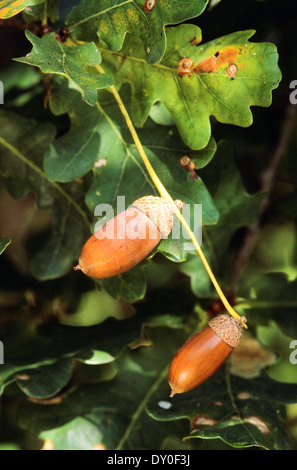 Eiche, Eichen, Eichel, Eicheln, Obst, Stiel-Eiche, Stieleiche, Eiche, Eicheln, Frucht, Früchte, Quercus Robur, Chêne Commun Stockfoto