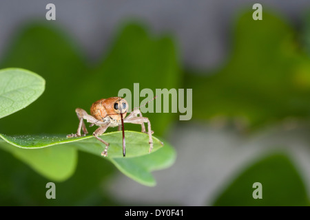 Eichel Rüsselkäfer, Weiblich, Eichelbohrer, Eichelrüssler, Eichelrüßler, Eichenbohrer, Weibchen, Curculio Glandium, Curculio Tesellatus Stockfoto