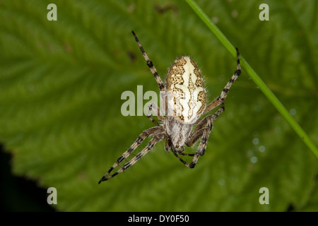 Oakleaf Orbweaver, Eiche Spinne, Araneus Ceropegia, Eichblatt-Radspinne, Eichenblatt-Radspinne, Kreuzspinne Aculepeira ceropegia Stockfoto