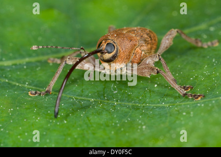 Eichel Rüsselkäfer, Weiblich, Eichelbohrer, Eichelrüssler, Eichelrüßler, Eichenbohrer, Weibchen, Curculio Glandium, Curculio Tesellatus Stockfoto