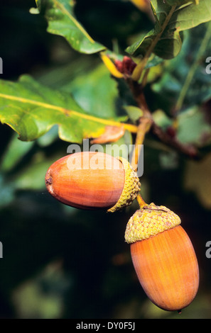 Eiche, Eichen, Eichel, Eicheln, Obst, Stiel-Eiche, Stieleiche, Eiche, Eicheln, Frucht, Früchte, Quercus Robur, Chêne Commun Stockfoto