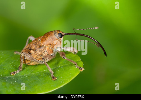 Eichel Rüsselkäfer, Weiblich, Eichelbohrer, Eichelrüssler, Eichelrüßler, Eichenbohrer, Weibchen, Curculio Glandium, Curculio Tesellatus Stockfoto