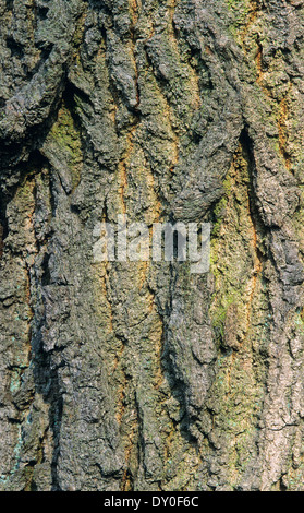 Stieleiche, Rinde, Rinde, Stengel, Stiel-Eiche, Stieleiche, Eiche, Stamm, Baumstamm, Borke, Rinde, Quercus Robur, Chêne Commun Stockfoto