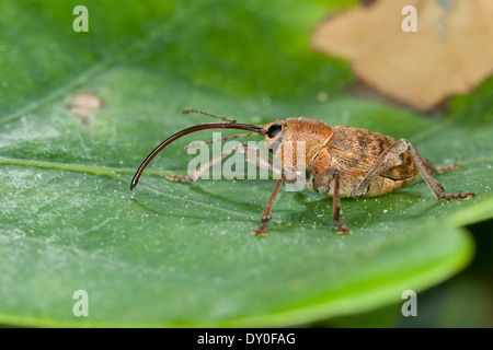 Eichel Rüsselkäfer, Weiblich, Eichelbohrer, Eichelrüssler, Eichelrüßler, Eichenbohrer, Weibchen, Curculio Glandium, Curculio Tesellatus Stockfoto