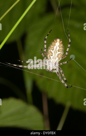 Oakleaf Orbweaver, Eiche Spinne, Araneus Ceropegia, Eichblatt-Radspinne, Eichenblatt-Radspinne, Kreuzspinne Aculepeira ceropegia Stockfoto