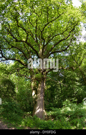 Eiche, Eichen, Wipfel, Krone, Stiel-Eiche, Stieleiche, Eiche, Eichen ...