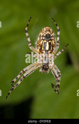 Oakleaf Orbweaver, Eiche Spinne, Araneus Ceropegia, Eichblatt-Radspinne, Eichenblatt-Radspinne, Kreuzspinne Aculepeira ceropegia Stockfoto