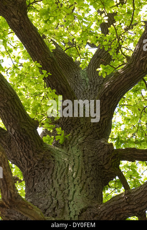 Eiche, Eichen, Wipfel, Krone, Stiel-Eiche, Stieleiche, Eiche, Eichen ...