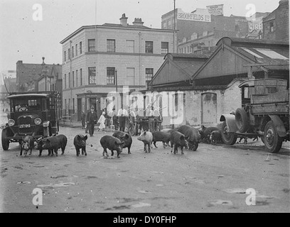 Dieses historische Foto von etwa 1929 zeigt 24 Schweine, die von Sam Hood auf der Day Street in Sydney mit einem Lastwagen gefahren werden. Es bietet einen Einblick in das urbane Leben und die Transportpraktiken des frühen 20. Jahrhunderts in Sydney, Australien. Stockfoto