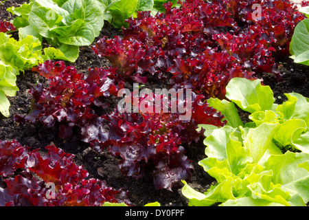 Roter Blattsalat, gepflanzt in zwei Reihen zwischen grünen Blattsalat, die Pflanzen sind ca. 7 Wochen alt und gesund Stockfoto