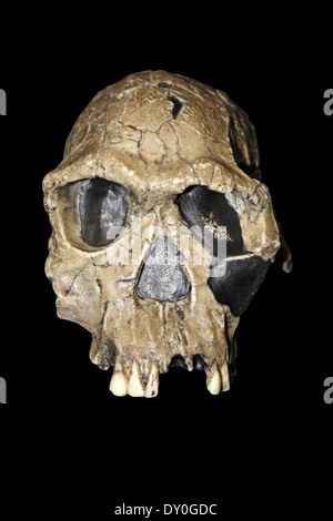 Replikat Homo Habilis Schädel KNM-ER 1813 Stockfoto