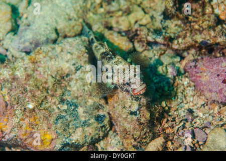 Fisch, Serranus Scriba, Adria, Kroatien, Europa Stockfoto