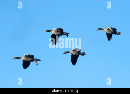 Graugänse, die kommen, um an Slimbridge Wildfowl und Feuchtgebiete Vertrauen landen zu reservieren, Gloucestershire UK Stockfoto