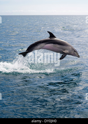 Ein Delfin springt spielerisch aus dem Wasser, Bay of Islands, Northland, Neuseeland. Stockfoto