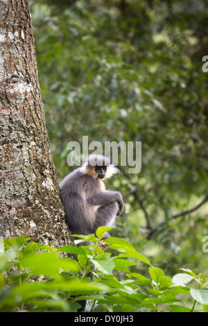 Bhutan, Tierwelt, Capped Languren Trachypithecus Pileatus im Baum, Thrunshingla Nationalpark, Stockfoto