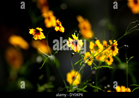 Coreopsis Tinctoria oder Färberin Coreopsis, in einem Garten in Barbar, Königreich von Bahrain Stockfoto