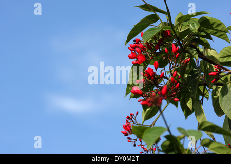 Peregrina oder Jatropha Integerrima, Königreich von Bahrain Stockfoto