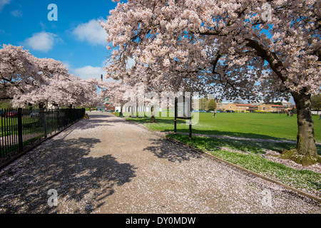 Spring Blossom Highfields University Park, Nottingham England UK Stockfoto