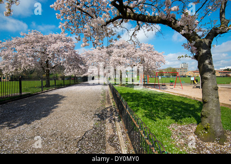 Spring Blossom Highfields University Park, Nottingham England UK Stockfoto