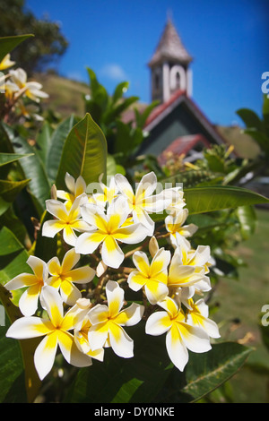 Plumerias vor der Hawaiian Congregational Church; Kahakuloa, Maui, Hawaii, Vereinigte Staaten von Amerika Stockfoto