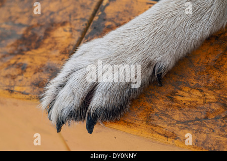 Nahaufnahme von einer Hundepfote Stockfoto