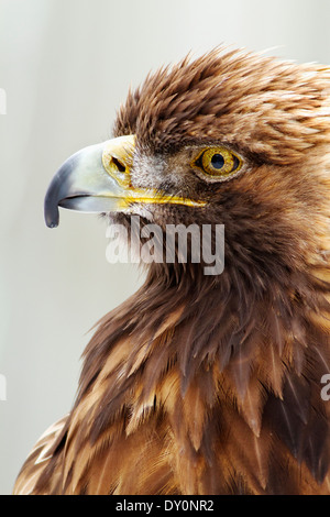 Porträt von Steinadler im Ecomuseum Zoo; Ste-Anne-de-Bellevue, Quebec, Kanada Stockfoto