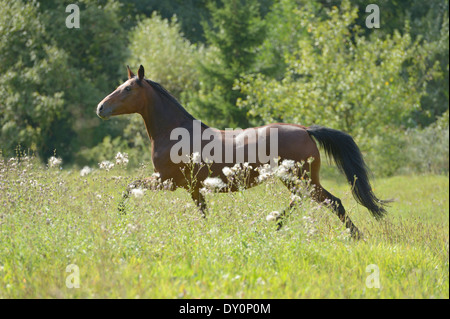 Connemara Pony traben im Feld Stockfoto