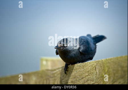 Eine Dohle (Corvus Monedula) sitzt auf einem Holzzaun. Dohlen sind Mitglieder der Krähe Familie der Vögel. Stockfoto