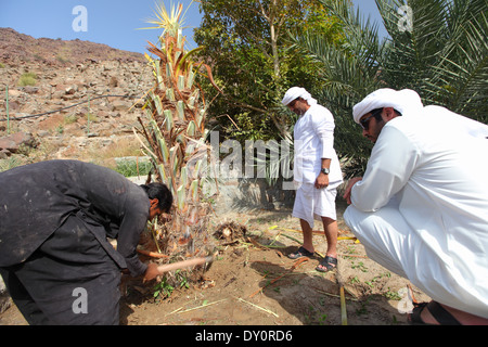 Harrah, Dorf, Bauernhof, Landwirtschaft, Ras al-Khaimah, Vereinigte Arabische Emirate Stockfoto