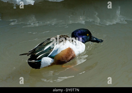 Eine männliche nördlichen Löffelenten-Ente. Stockfoto