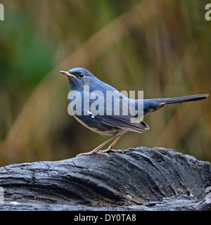 Ein Mann von White-bellied Gartenrotschwänze (Hodgsonius Phaenicuroides), im Norden von Thailand genommen Stockfoto