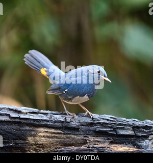 Ein Mann von White-bellied Gartenrotschwänze (Hodgsonius Phaenicuroides), stehend auf das Protokoll Stockfoto