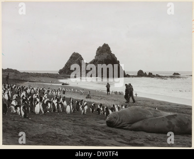 Dieses Bild aus den 1950er Jahren zeigt Seeelefanten und königliche Pinguine auf Macquarie Island, einem wichtigen Tierschutzgebiet. Die Insel ist Heimat einzigartiger antarktischer Arten, die zur wissenschaftlichen Forschung in der Region beitragen. Stockfoto