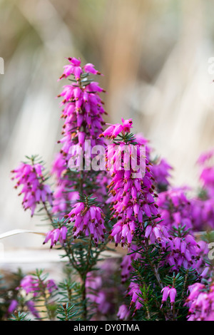 Erica Carnea Rosalie. Heather Rosalie Blüte Stockfoto