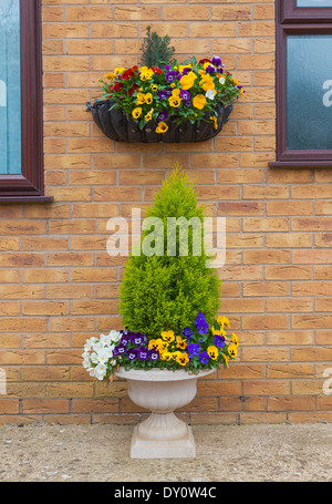 Container und hängenden Korb mit Frühling Winter blühenden Stiefmütterchen. Stockfoto