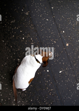 Kleine Jack Russell Terrier Hundesitting auf Bürgersteig Stockfoto