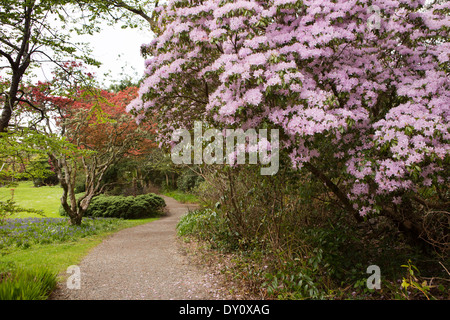 Irland, Co. Donegal, Glenveagh Castle Gardens, Azaleen und Rhododendren in voller Blüte Stockfoto