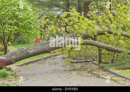 Eine große, nasse Eiche durch eine Feder Sturm gefällten liegt in einer Nachbarschaft Straße im Frühling Stockfoto