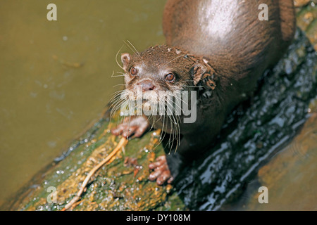 Oriential Small-krallte Otter (Aonyx Cinerea) close-up auf Stamm am Sumpf Wasser Stockfoto