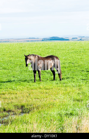 Braun Chestnut Pferd grasen auf einem Feld am Wandylaw in der Nähe von Alnwick Northumberland England Vereinigtes Königreich UK Stockfoto