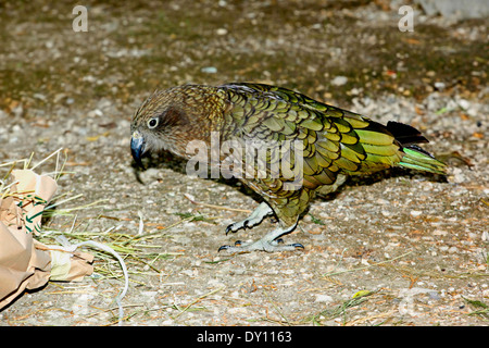 Kea (Nestor notabilis) Stockfoto