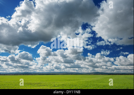 spring field and cloudy sky Stockfoto