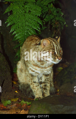Amur-Bengal-Katze (Prionailurus Bengalensis Euptilura) in Decidous, Wald, Stockfoto
