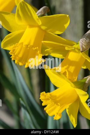 Narzisse Blumen in voller Frühjahrsblüte in einer Cheshire Garten Alsager England Vereinigtes Königreich UK Stockfoto