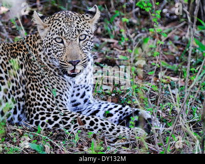 Der Leopard (Panthera Pardus), der Leopard, Stockfoto
