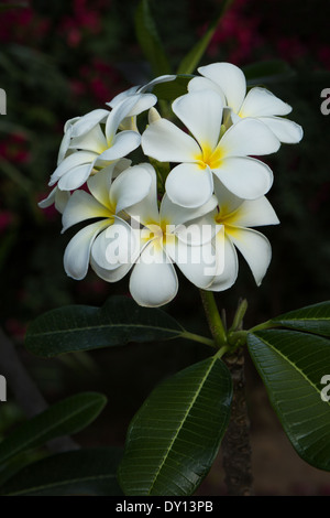 Weiße Plumeria (Frangipani) Blumen an einem kleinen Baum im freien Stockfoto